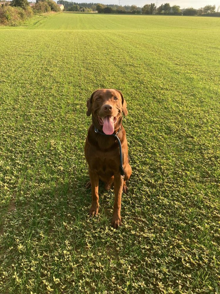 Hundetreffen-Balu Sicht Freund zum gemeinsamen Spaziergang und rumtoben-Profilbild
