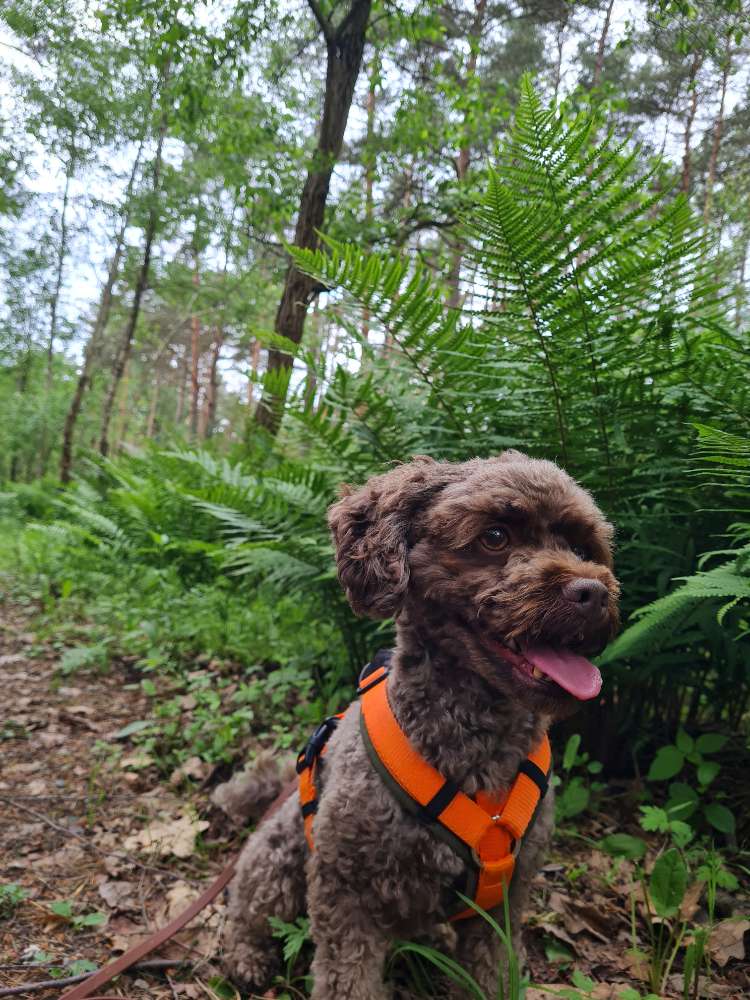 Hundetreffen-Gassi & Spiel treffen-Profilbild