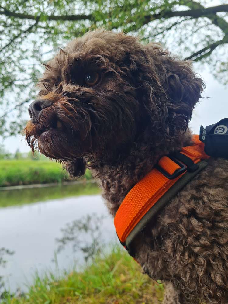 Hundetreffen-Gassi und Spieltreffen bis 7kg Hunde-Profilbild