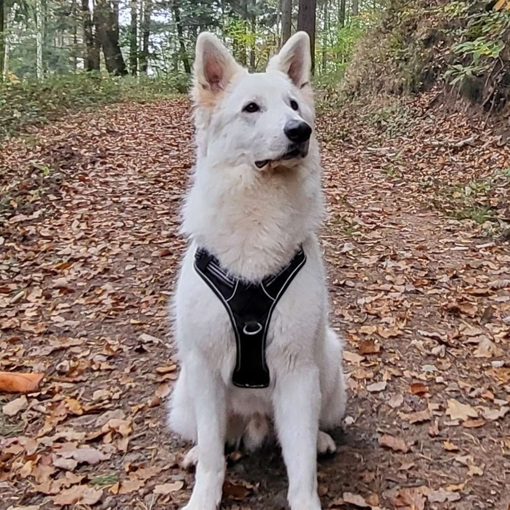 Hundetreffen-Spieltreff für große Hunde in Scheidt-Profilbild