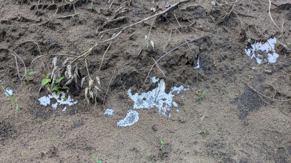 Giftköder-Evtl Gift ausgestreut-Profilbild