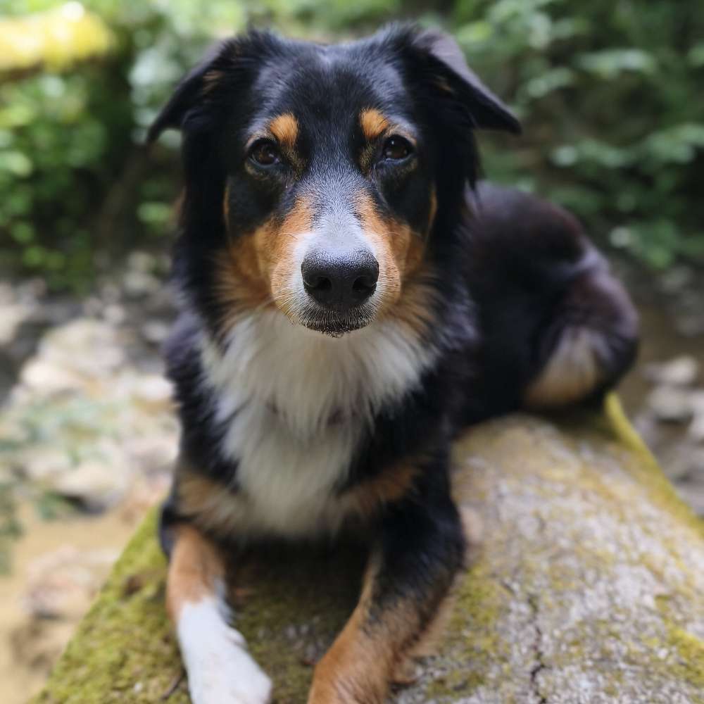 Hundetreffen-Suche nette Leute für Spaziergänge-Profilbild