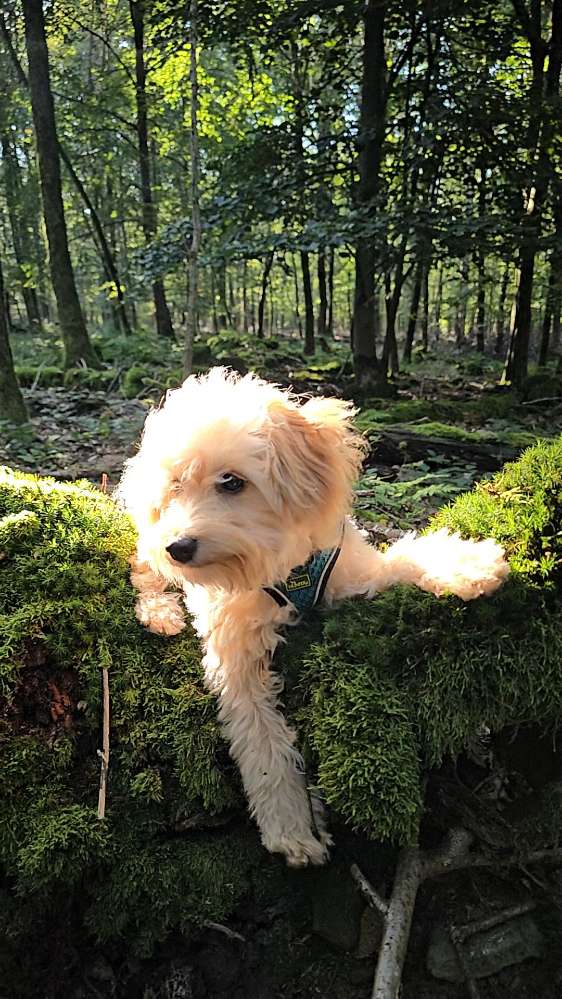 Hundetreffen-Spielgefährten gesucht, kleinere Hunde-Profilbild