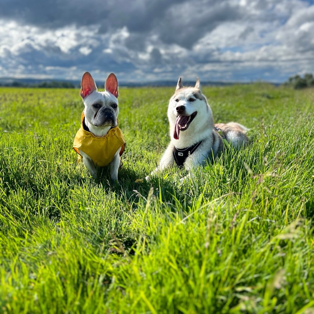 Hundetreffen-Neue Hundefreunde, gerne verbunden mit etwas Training 😊-Profilbild