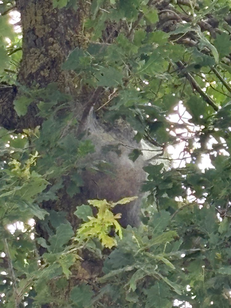Giftköder-Eichenprozessionsspinner-Profilbild