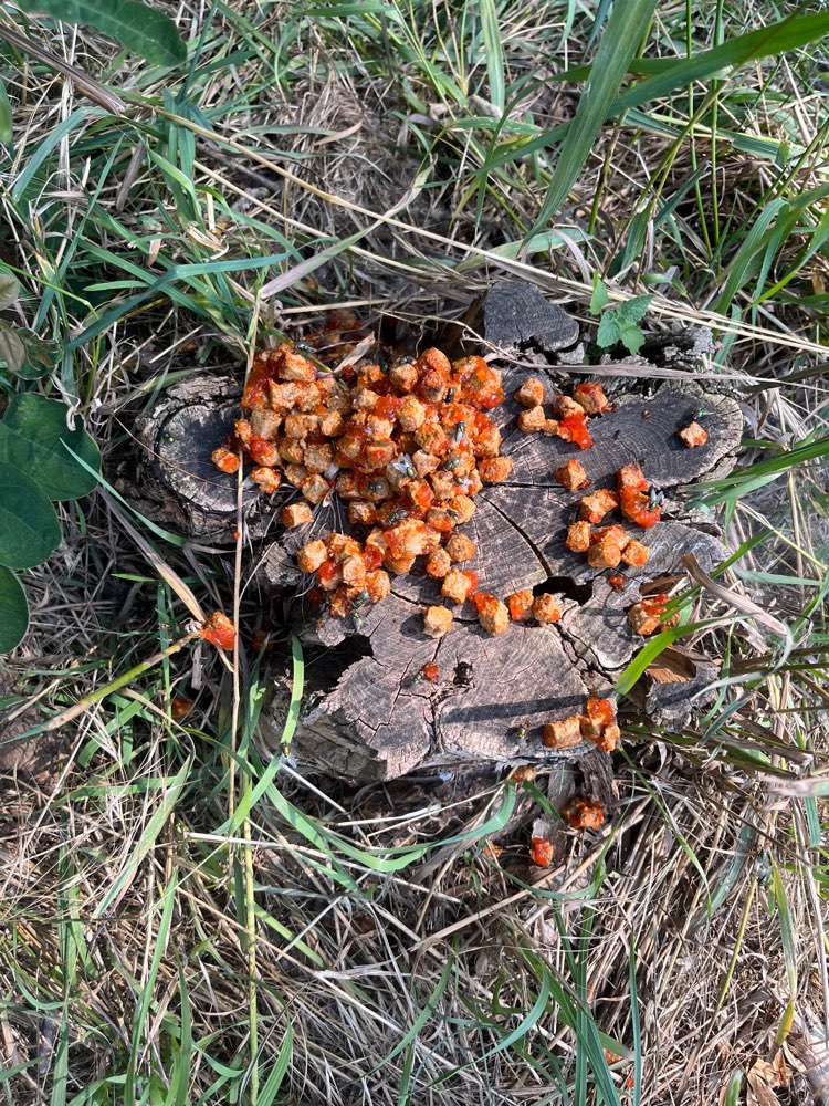 Giftköder-Hundefutter/ Katzenfutter auf Baumstamm-Profilbild