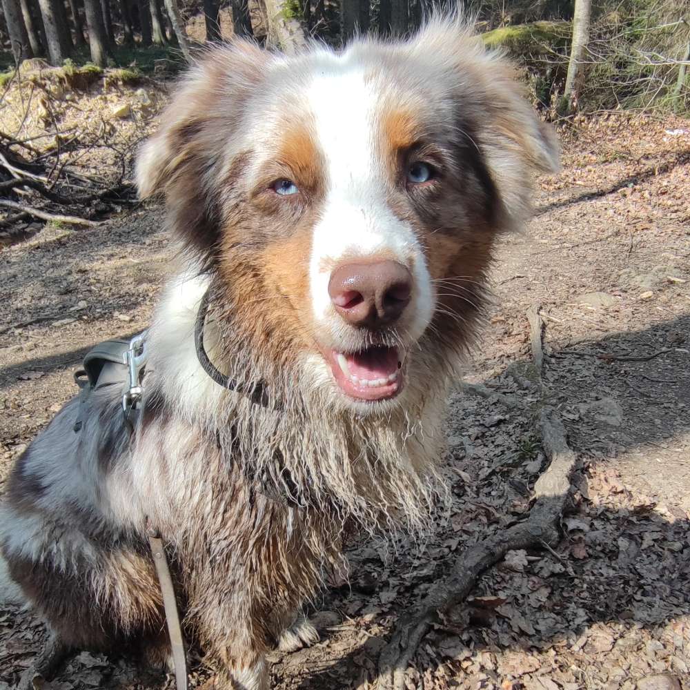 Hundetreffen-Hundebegegnungen üben-Profilbild