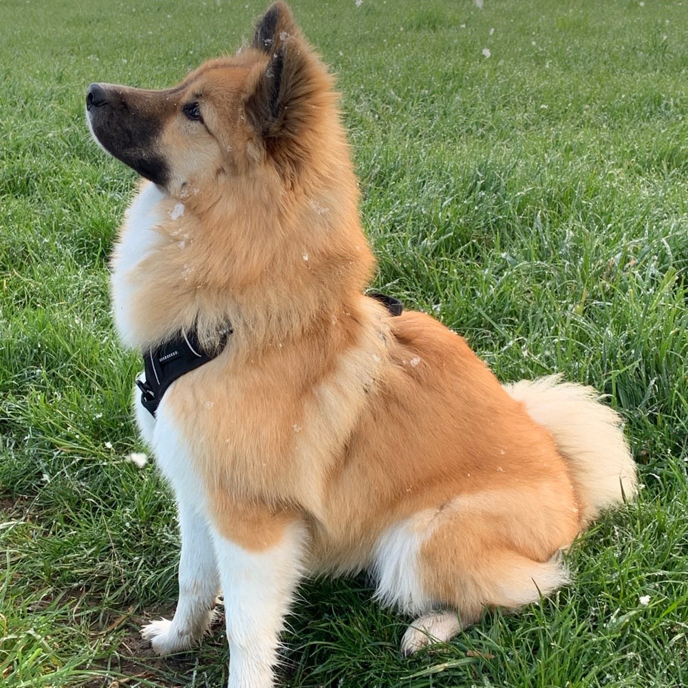 Hundetreffen-Spielfreunde gesucht-Profilbild