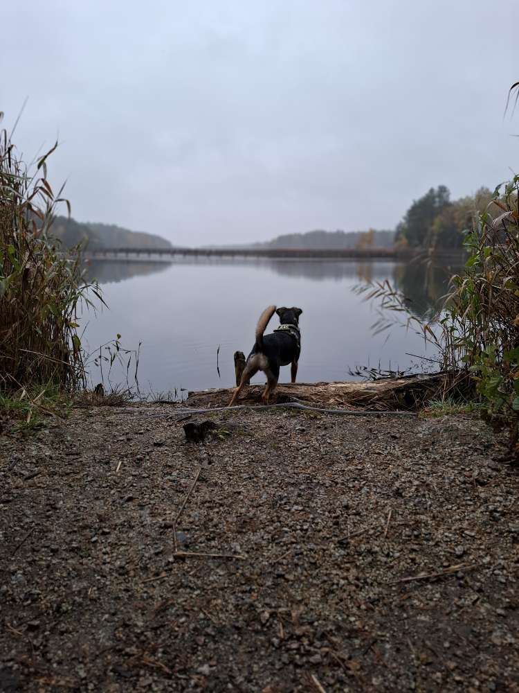 Hundetreffen-Hunderunden-Profilbild
