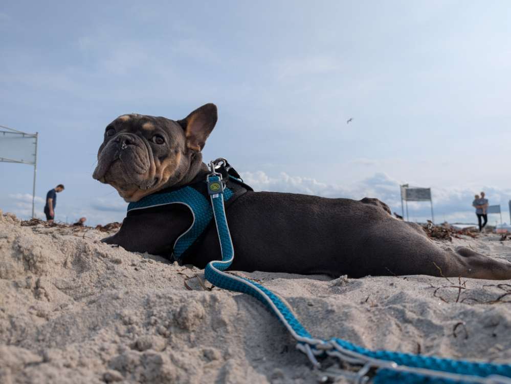 Hundetreffen-Spielfreund/in gesucht-Profilbild