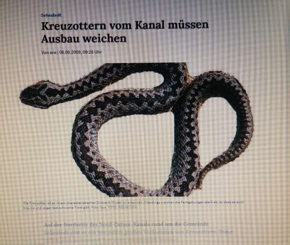 Giftköder-Vermehrt Kreuzottern gesichtet-Profilbild