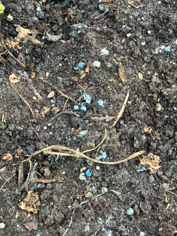 Giftköder-Eventuell Blaukorn-Profilbild