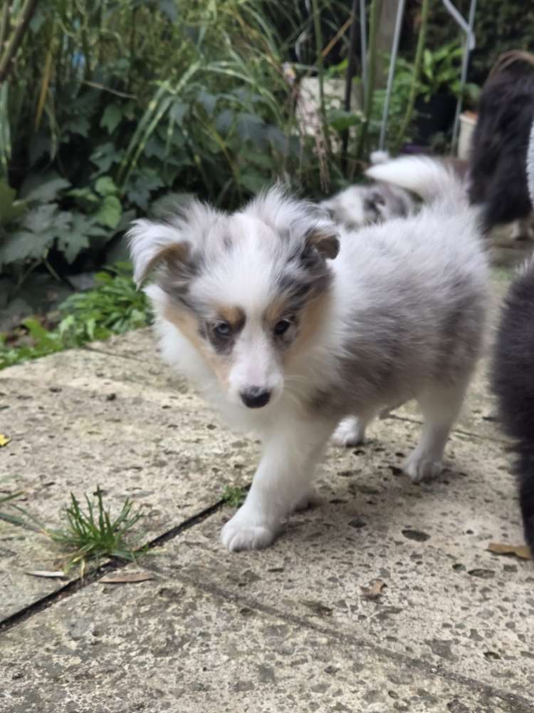 Hundetreffen-Welpen treffen Hachingerbach-Profilbild