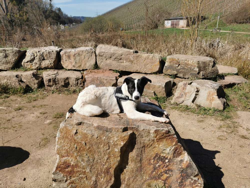 Hundetreffen-Welpentreff, Gassi gehen-Profilbild