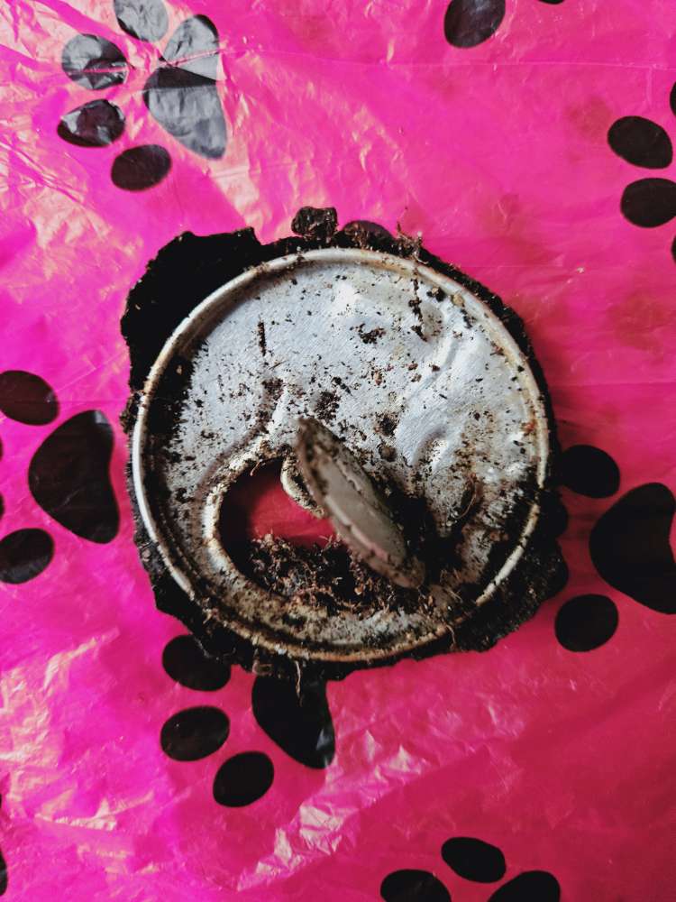 Giftköder-Scharfer Dosendeckel in Maulwurfhügel-Profilbild