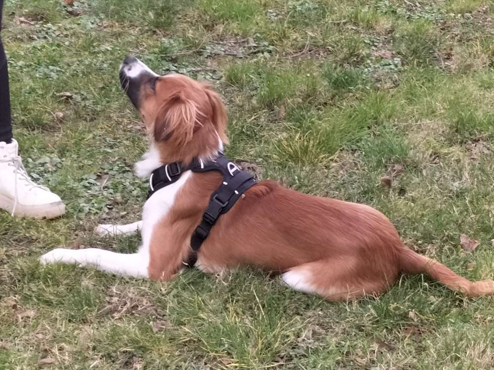 Hundetreffen-Trainingspartner und Spielkameraden gesucht-Profilbild