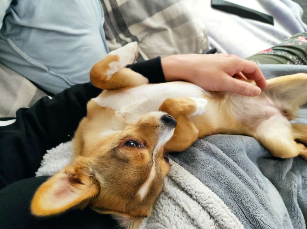 Hundetreffen-Gassipartner gesucht-Profilbild