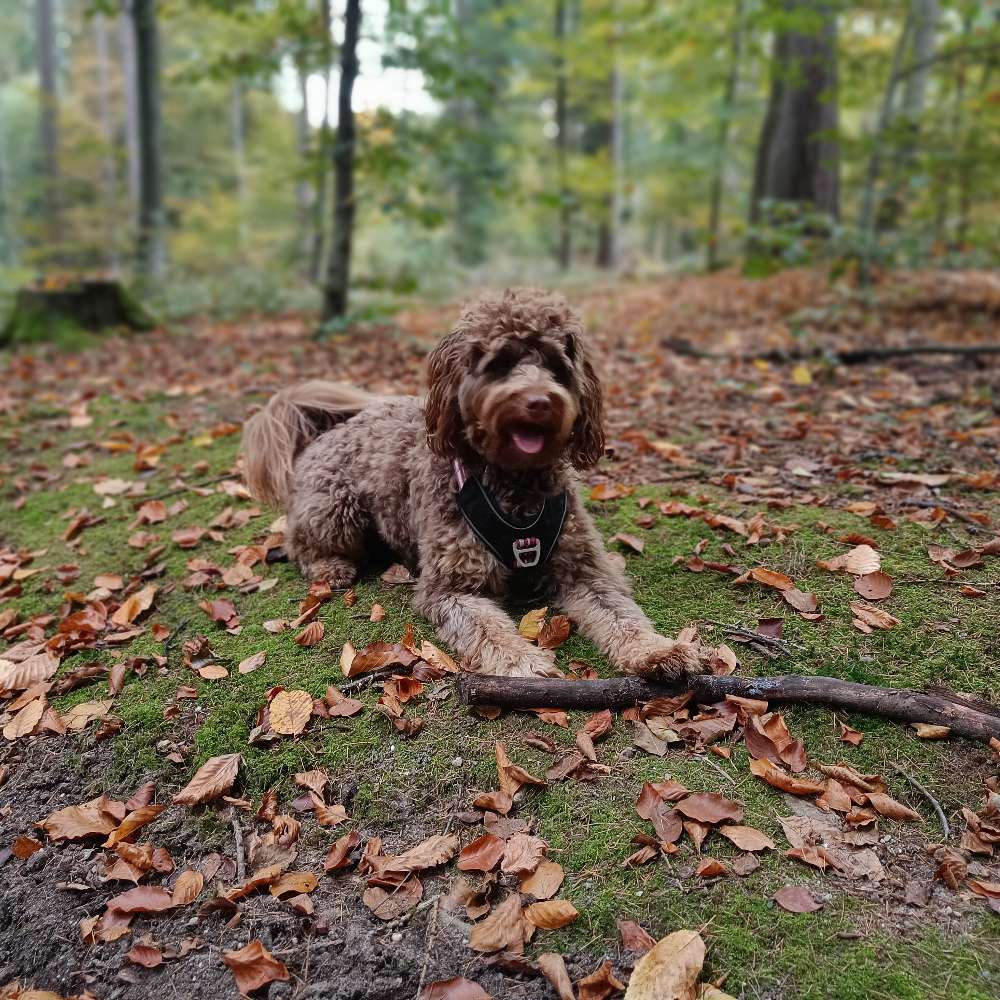 Hundetreffen-Gassi-/Spielepartner gesucht :)-Profilbild