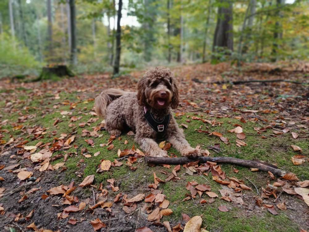 Hundetreffen-Regelmäßige Gassi-/Spielpartner gesucht-Profilbild