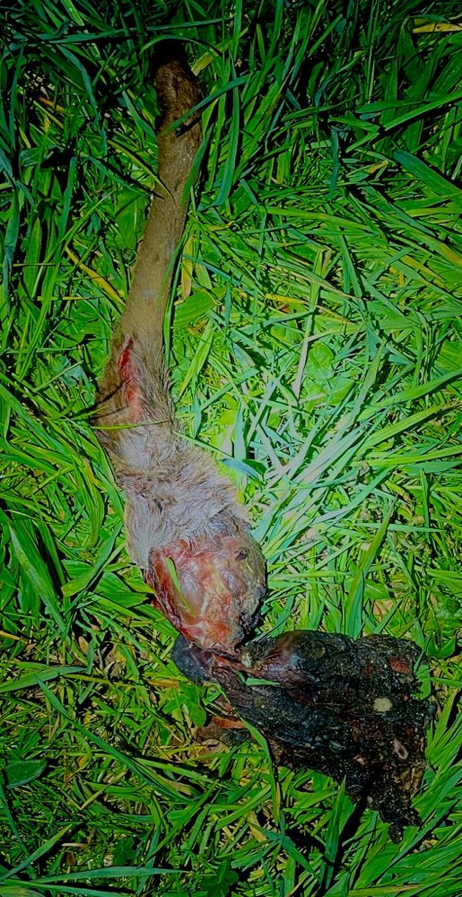 Giftköder-Kadaver von Reh-Profilbild