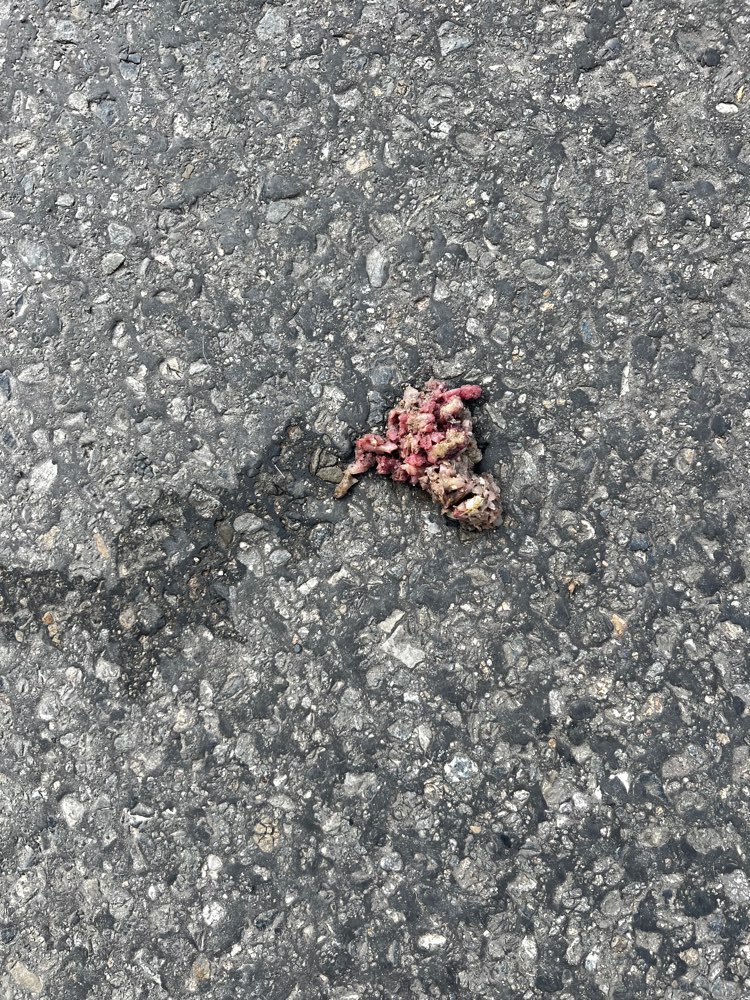 Giftköder-Giftköder oder "nur" ausgespien?-Profilbild