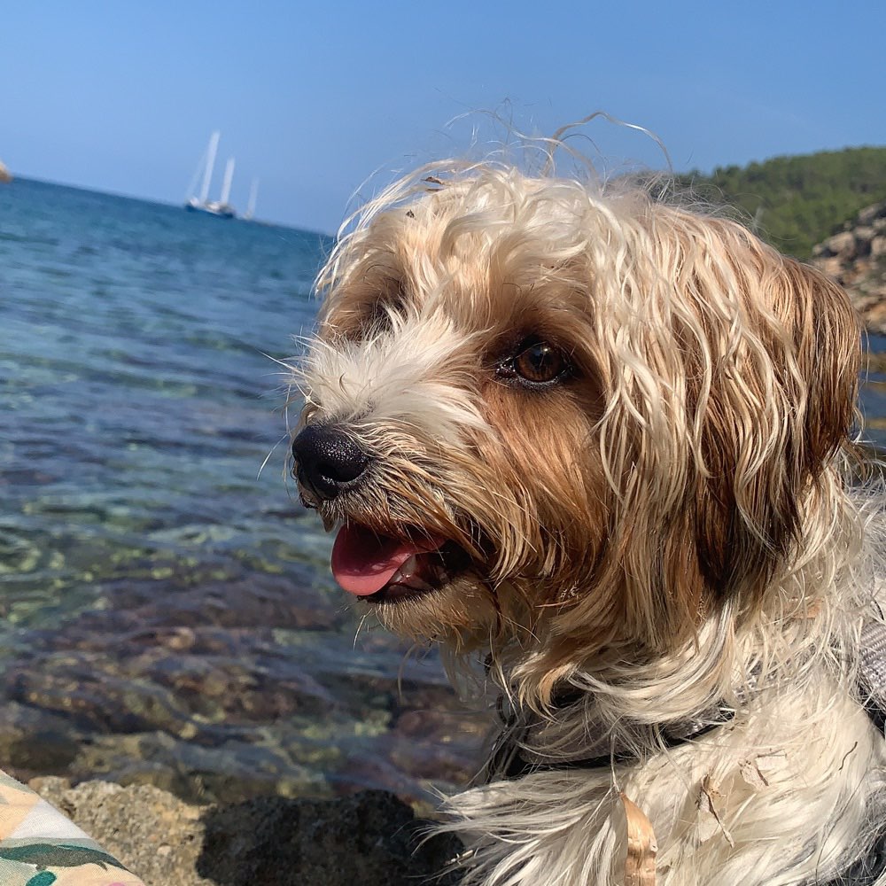 Hundetreffen-Junghundetreff im Raum Velbert-Profilbild