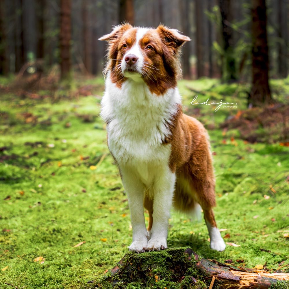 Hundetreffen-Große Spaziergänge mit Freilauf-Profilbild