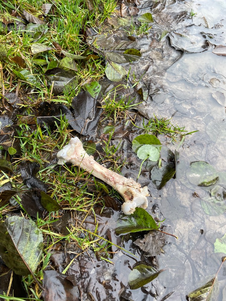 Giftköder-Knochen in Wielandsweiler Wanderparkplat-Profilbild
