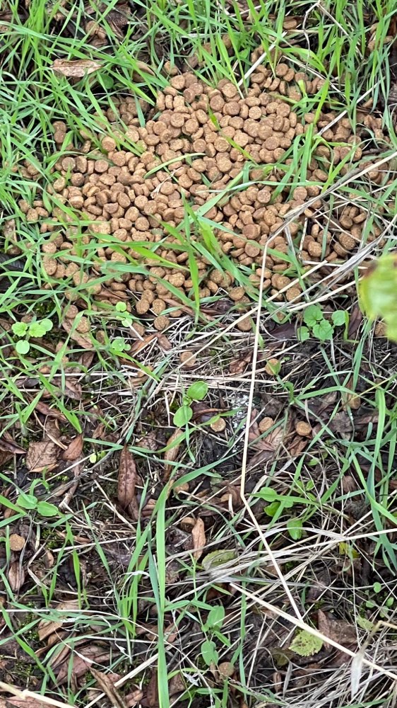 Giftköder-Große Menge an Trockenfutter-Profilbild