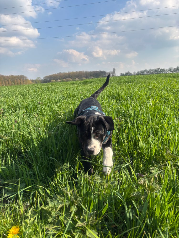 Hundetreffen-Hunde treffen zum spielen und gassi gehen-Profilbild