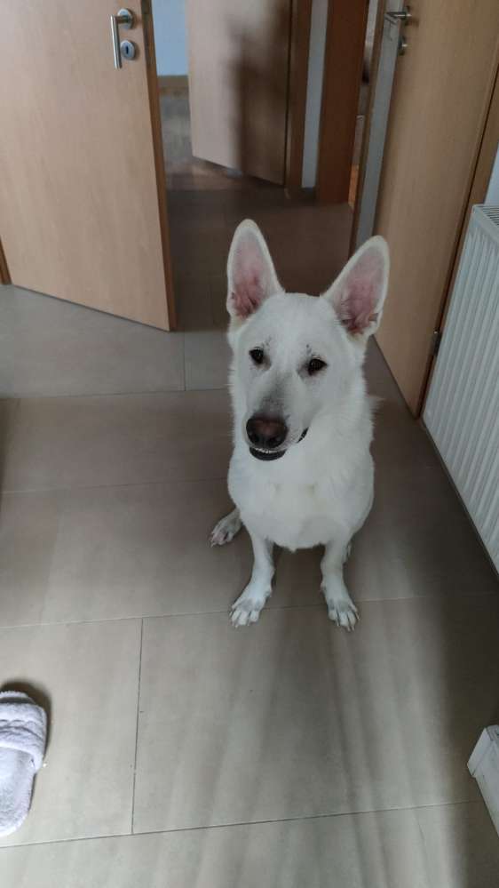 Hundetreffen-Training/Sozialisierung reaktiver Hund-Profilbild