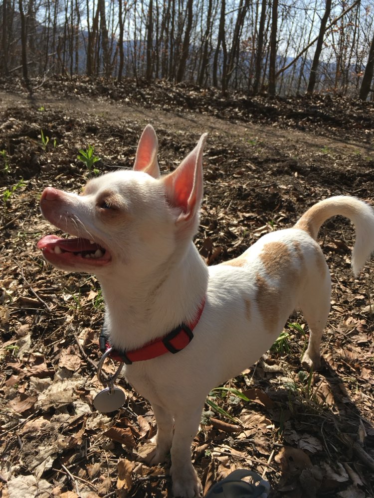 Hundetreffen-Gassi- & Spieltreffen für sozialen Kontakt-Profilbild