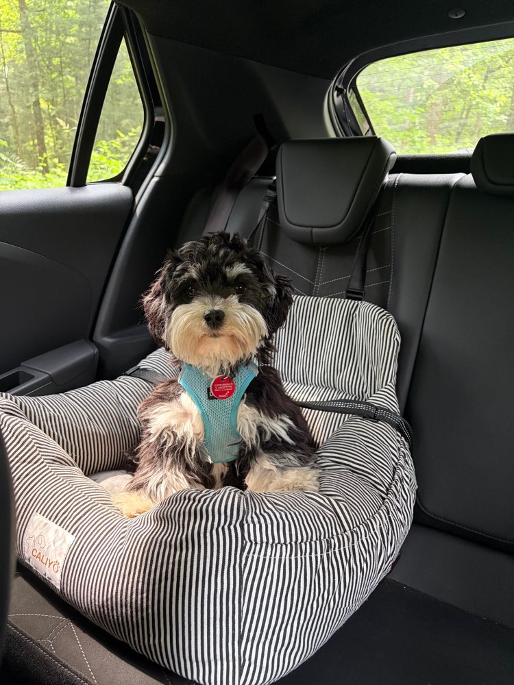 Hundetreffen-Spielpartner gesucht-Profilbild