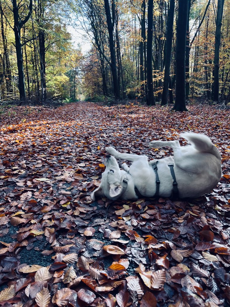Hundetreffen-Spielrunde in Dreieich-Profilbild