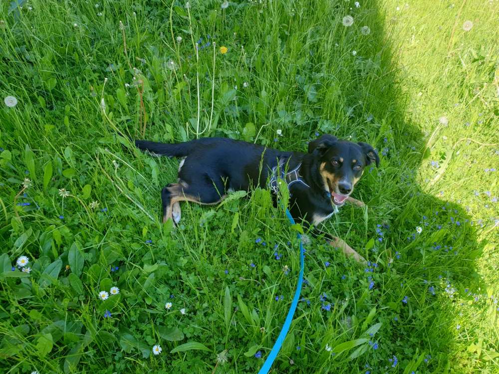 Hundetreffen-Spielrunde-Profilbild