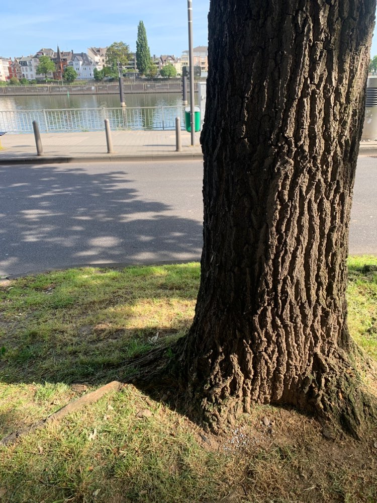 Giftköder-Rattengift-Profilbild