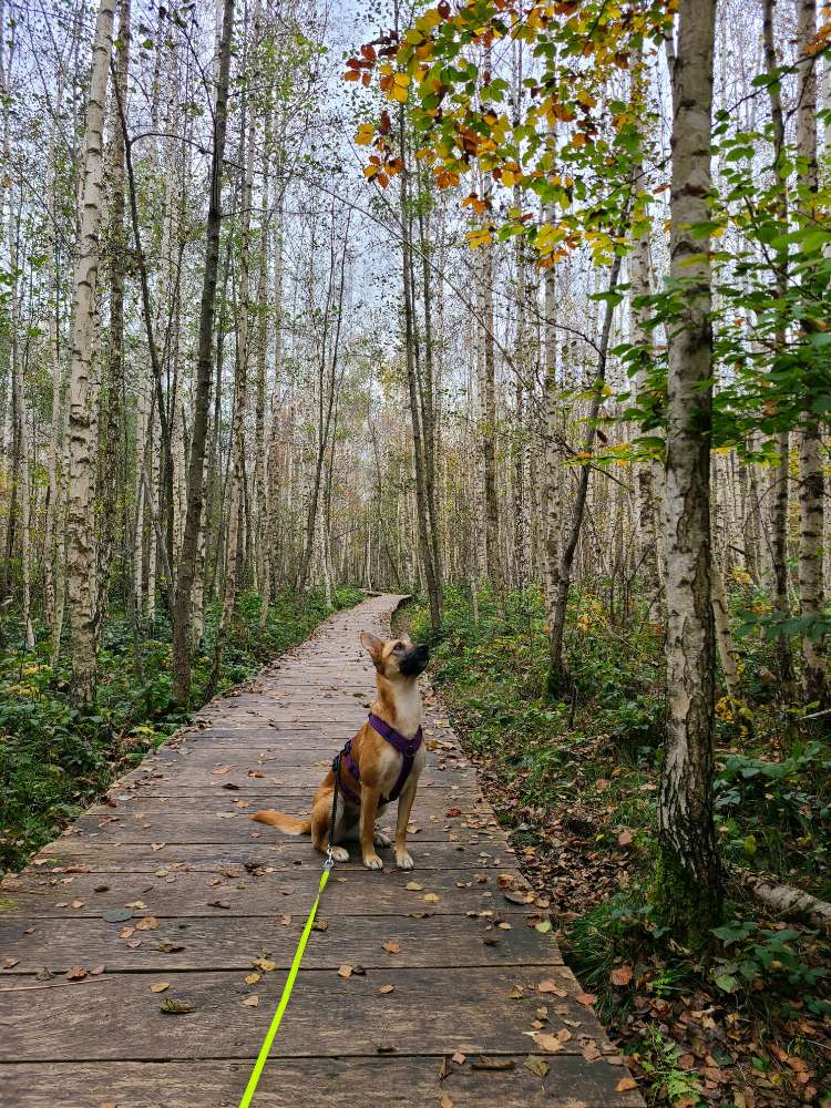 Hundetreffen-Regelmäßige Gassirunden Markgröningen/Pulverdingen/Hochdorf-Profilbild