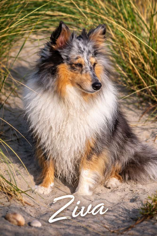 Hundetreffen-Wo sind die Shelties-Profilbild