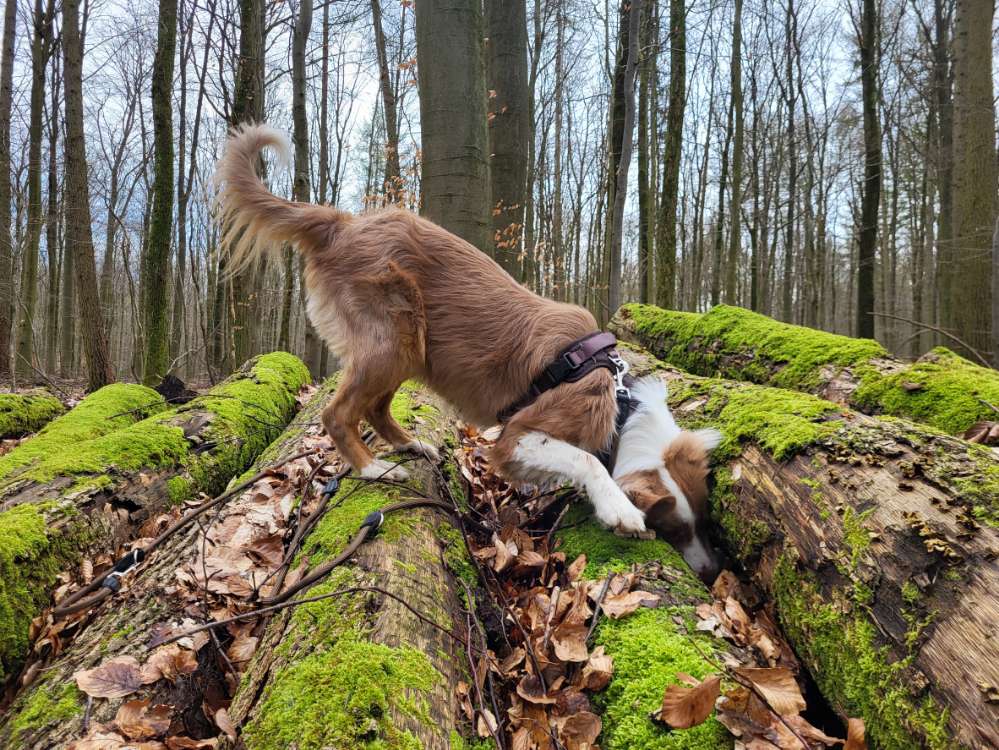 Hundetreffen-Spazierfreunde gesucht-Profilbild