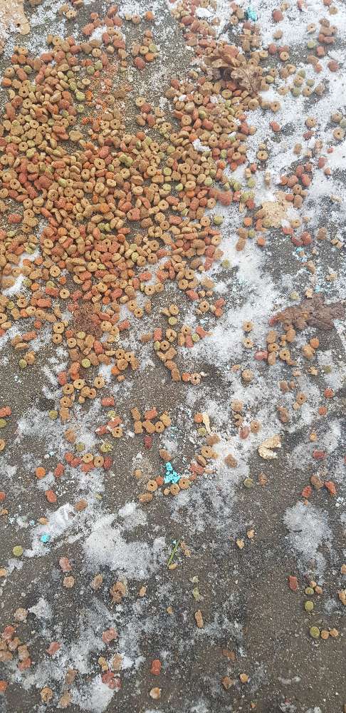 Giftköder-Eventuell Rattengift-Profilbild