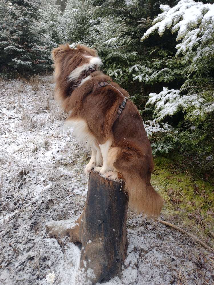 Hundetreffen-Gassi gehen, Spielen, Trainieren...-Profilbild