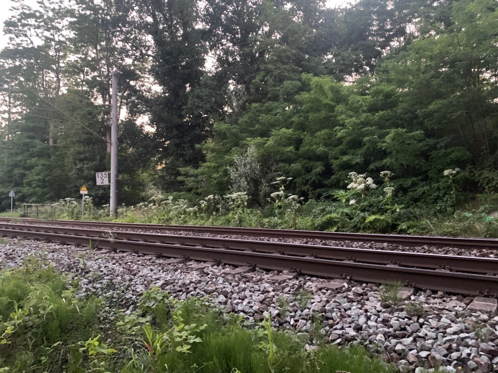 Giftköder-Riesen Bärenklau-Profilbild