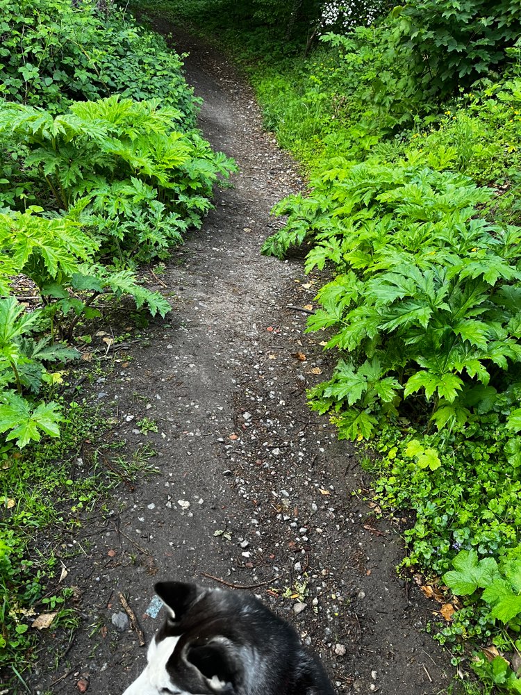 Giftköder-RIESENBÄRENKLAU-Profilbild