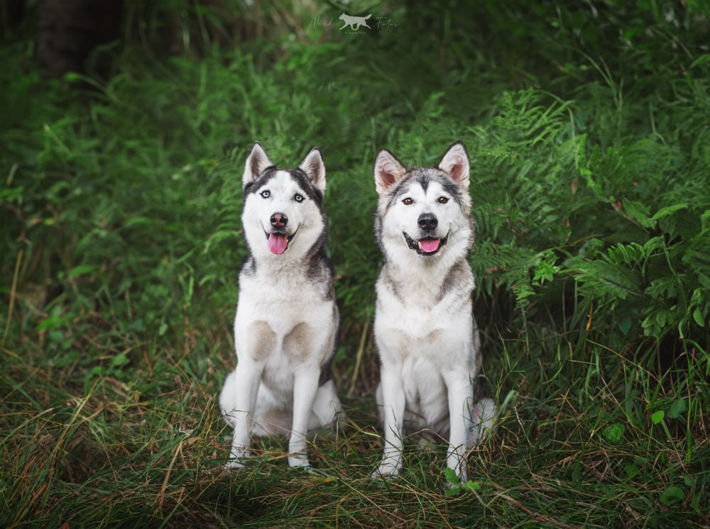 Hundetreffen-Spaziergänge zur Sozialisierung und neutralem Umgang-Profilbild
