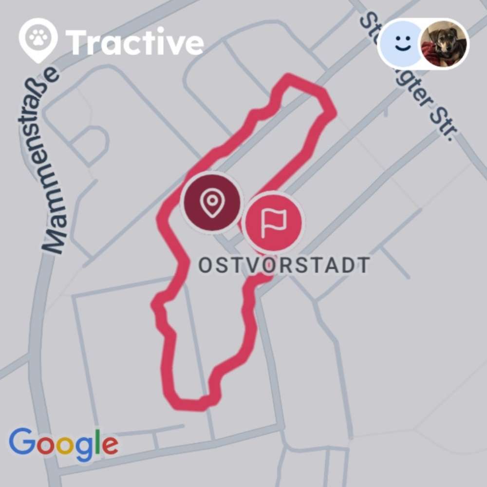 Hundetreffen-Gemeinsame Gassirunde-Profilbild