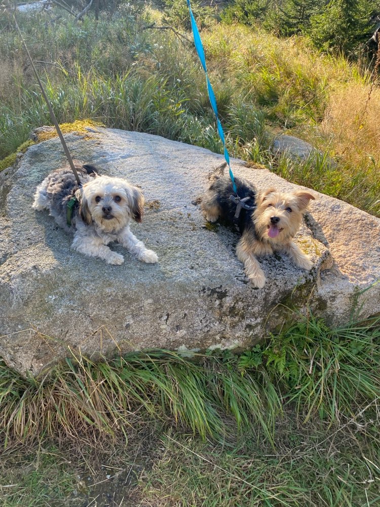 Hundetreffen-Spiel und Spaß in Braunlage-Profilbild