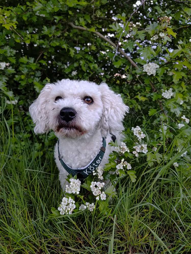Hundetreffen-Gemeinsames Gassi gehen, Training etc.-Profilbild