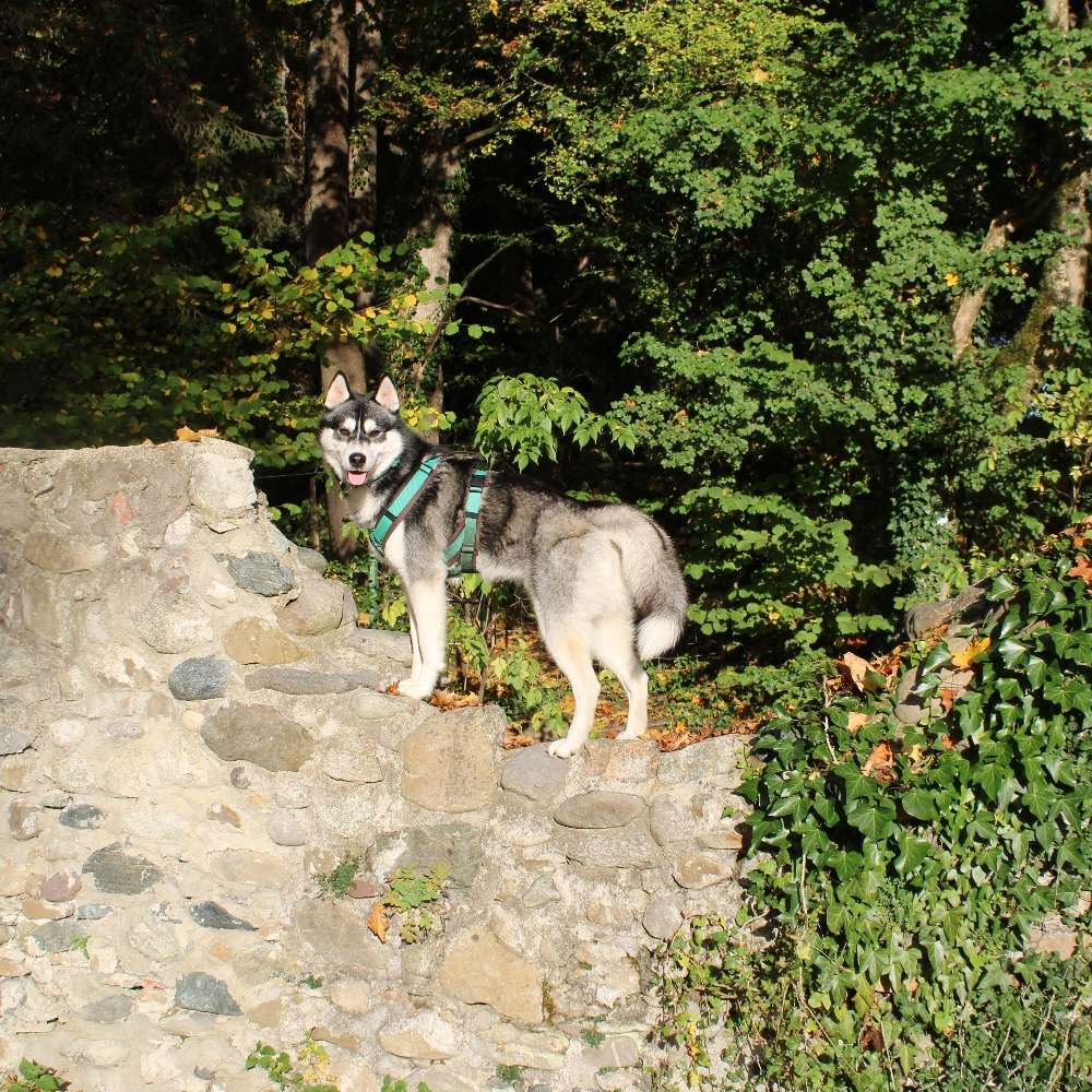 Hundetreffen-Toben oder Gassi gehen-Profilbild