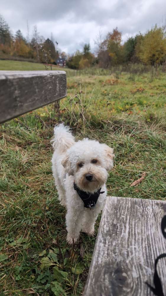 Hundetreffen-Gassirunde mit Mona-Profilbild