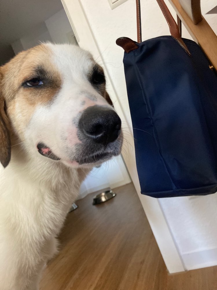 Hundetreffen-Treffen in der waldstadt-Profilbild